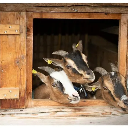 Dom wakacyjny Infanglalm 